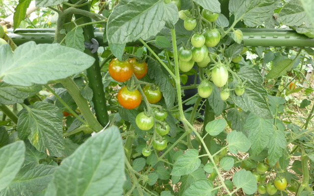 夏野菜収穫