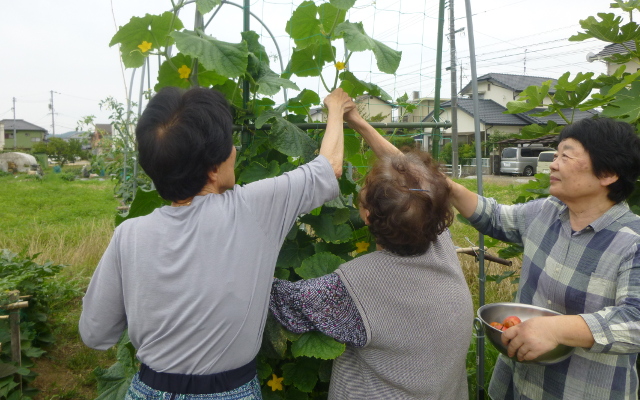 夏野菜収穫