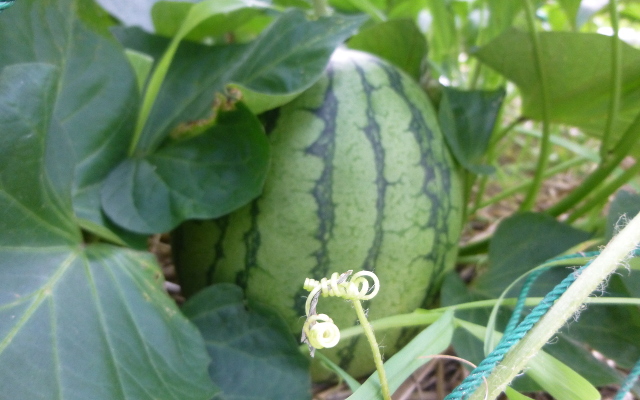 夏野菜収穫